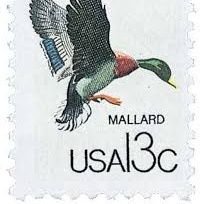 Placed second in the Federal Duck Stamp competition.