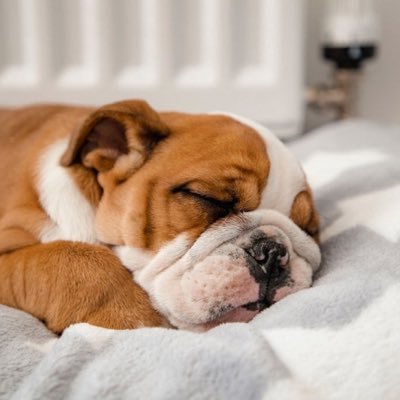 79_letuyen7979's profile picture. #funny #cute #rabbit #comedy #animals #pets #animal #satisfying #candy #squirrel #fruit