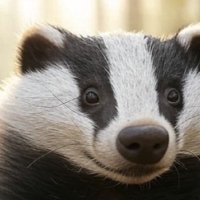 紀伊国亭 むじな 🦡ムジラー🦡 (@mujina_kinokuni) 's Twitter Profile Photo 紀伊国亭 むじな 🦡ムジラー🦡 (@mujina_kinokuni) 's Twitter Profile Photo