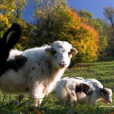 etorushka's profile picture. 