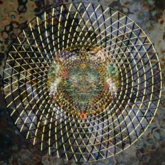 PilgrimIberian's profile picture. All glory is Gods. Bitcoin is freedom. Direct descendent of the Mayflower Colony and Signer of The Declaration of Independence. bc1qea4ys0xutpcqvkp7n848rqn765nj