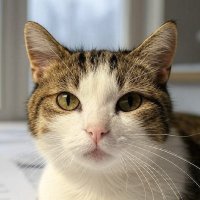 ねこぴ🐤 (@necopippipi) 's Twitter Profile
