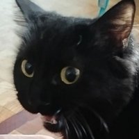 tiranossauro bex (@bextrizjesus) 's Twitter Profile