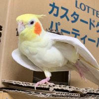 コピちゃん 〜義足で赤い小雨号に乗るインコ飼い〜 (@148copito) 's Twitter Profile Photo コピちゃん 〜義足で赤い小雨号に乗るインコ飼い〜 (@148copito) 's Twitter Profile Photo