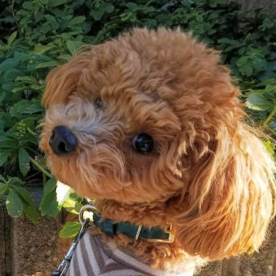 いたもたいさんのプロフィール画像