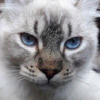 KubrickHighlandLynx (@kubricklynx) 's Twitter Profile