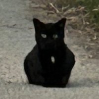 やく:ファードットをお迎えした (@ya_ku_ya) Twitter profile photo