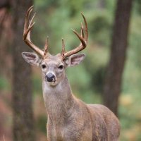 Revoltoso (@alborotadorpop) 's Twitter Profile Photo