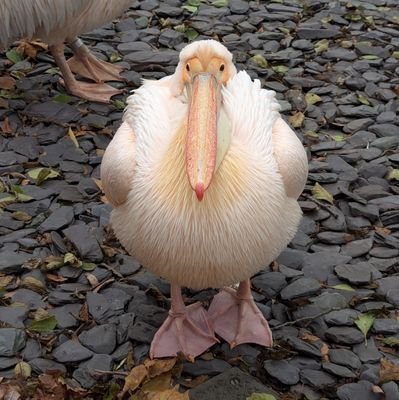 spudzoned's profile picture. god's favourite traппy 👍 proudly anti-american. ragebait enjoyer.