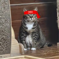 🌈🌹☂️오다래 (@5myonyang) 's Twitter Profile Photo 🌈🌹☂️오다래 (@5myonyang) 's Twitter Profile Photo