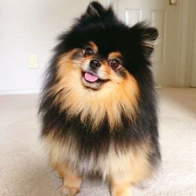 CelineBoyV95's profile picture. My Name is V. I'm a Good Boy. LY 🇸🇬 LY:SY 🇬🇧 PTD 🇺🇲 YTC 🇰🇷 LAYOVER 🇰🇷 TYPE 1 🇯🇵