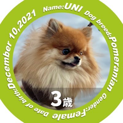 UNI_2021_1210's profile picture. 可愛いポメ子 2021年12月10日生まれ