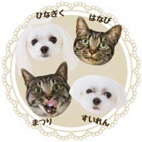 旅犬🚗マルチーズの雛菊と睡蓮🐶 (@hina_ren_dog) 's Twitter Profile Photo