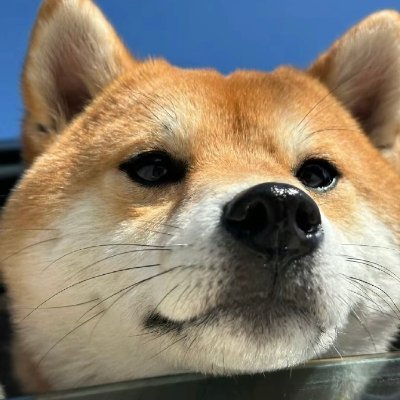 loveliviong's profile picture. ESFP  /  喜欢讲大话  /  喜欢看涩  /  努力控制  /日常大A、美股、币圈交学费 
梦想是 开一家24小时机器人便利店  /  去巴西沙滩涂、卖防晒霜
去德国学机械
2030年坂田市市长候选人预备役
能力有限，谁也拯救不了