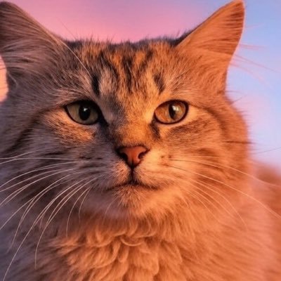 ichi コツコツ投資で悠々自適🐤 Profile