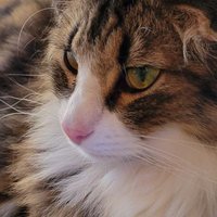 ぷろん＞4/13あしやさくらファンラン (@tk_prooon) Twitter profile photo