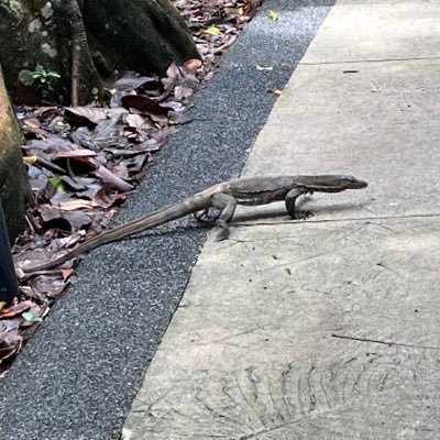 parkIm456371's profile picture. これは某大学所属の者が、イギリス大学院を目指す物語 ※渡英2025年