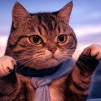猫ナックル (@neko_knuckle) 's Twitter Profile