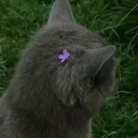 Ruqayya 🦋 (@rs_kiyarh) 's Twitter Profile