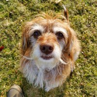 Lilo - Ministerin für Nasenarbeit & Mr. Paulicat (@frauchengedank1) 's Twitter Profile Photo