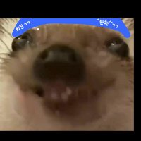 음불폐적 (@instant_but) 's Twitter Profile