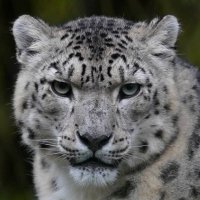 Diocles (@goldnbaumvision) 's Twitter Profile Photo Diocles (@goldnbaumvision) 's Twitter Profile Photo
