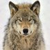 Greywolf 🇺🇸🐺🩸 (@james067348351) Twitter profile photo Greywolf 🇺🇸🐺🩸 (@james067348351) Twitter profile photo