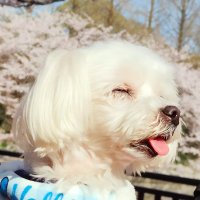 食糞爆撃膣太郎 (@opppaaaiiiii) 's Twitter Profile