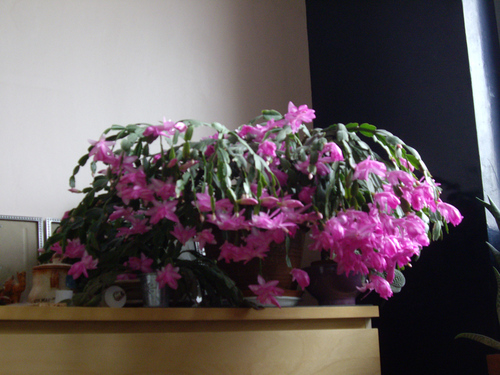 agatha_n's profile picture. créatrice de réseau de kyani