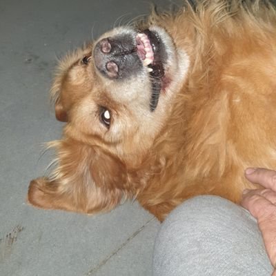 RabihTajeddine's profile picture. Animal Lover.