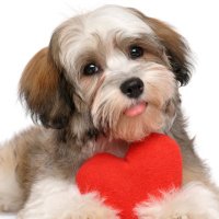 Amazing Animals! (@amazinganimalsx) 's Twitter Profile Photo Amazing Animals! (@amazinganimalsx) 's Twitter Profile Photo