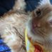 lilacpaw (@curdmaster12) Twitter profile photo lilacpaw (@curdmaster12) Twitter profile photo
