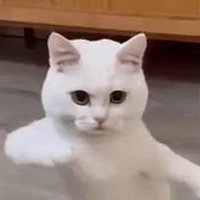 Koto nai (@kotonaithecat) 's Twitter Profile Photo Koto nai (@kotonaithecat) 's Twitter Profile Photo
