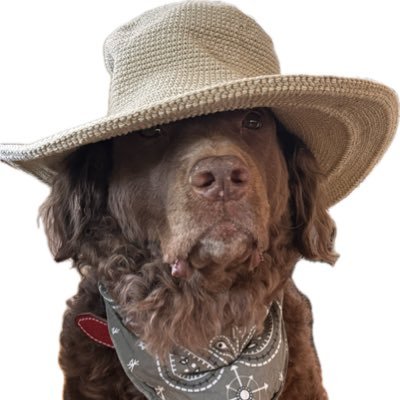 solorosh__'s profile picture. 