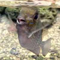 紫衣凪(しえな) (@cn77705814) Twitter profile photo