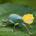 Max The Bug (@maxthebugg) Twitter profile photo Max The Bug (@maxthebugg) Twitter profile photo
