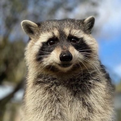 sieuthimeme's profile picture. Meme! That fucking insane $tst $fred $pnut $trump $ship $floki $neiro $pepe $moodeng $cult ...