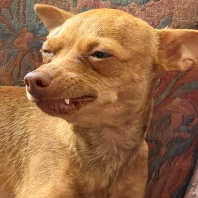 lovebuyingshit's profile picture. trading shitcoins • web3 dev • my dog breed is prague ratter • $SOL $ETH