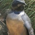 Nils Olav (@sirnilsolav) Twitter profile photo