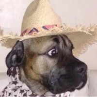 Paul (@bumpydog3) 's Twitter Profile Photo Paul (@bumpydog3) 's Twitter Profile Photo
