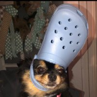 WILLIS (@willisjpeg) 's Twitter Profile
