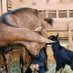 Kabera farm (@kaberafarm2025) Twitter profile photo Kabera farm (@kaberafarm2025) Twitter profile photo