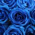 The Blue Rose 🏴☠️ (@delta13429191) Twitter profile photo The Blue Rose 🏴☠️ (@delta13429191) Twitter profile photo
