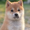 kate_okidoki's profile picture. 2012.5渡🇺🇸 →2023.6帰🇯🇵 単身現地採用枠 でカースト最下位からの緑券放棄して日本帰国、夫単身赴任でワンオペパートタイマーwith 3 kids👦🏻👦🏻👩🏻行政書士目指し中！