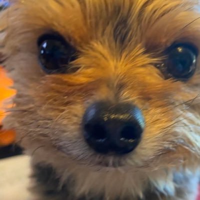 Cheetosanford's profile picture. 