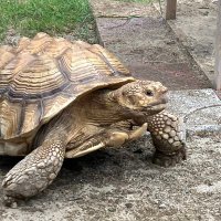 ご (@kmjoadwth) 's Twitter Profile Photo