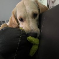 JPAW 👋🏻 (@fcjpaw) 's Twitter Profile
