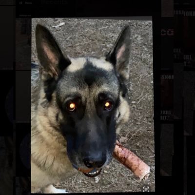 1A, 2A to protect all the other A’s, U.S.M.C., I Love all animals and tolerate most humans, Facts don’t care about your feelings, I voted for TRUMP , 🚫DMs