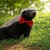 Bowtied Honey Badger (@bowtiedratel69) Twitter profile photo Bowtied Honey Badger (@bowtiedratel69) Twitter profile photo