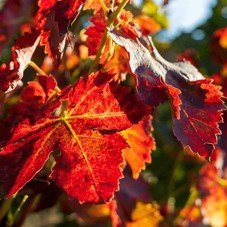 No1fighterpilot's profile picture. One mercenary sky turned orange at a time.

Potential military playboy, even better fighter pilot.

Federation's Peacekeepers.
Leader of the Crimson squadron.